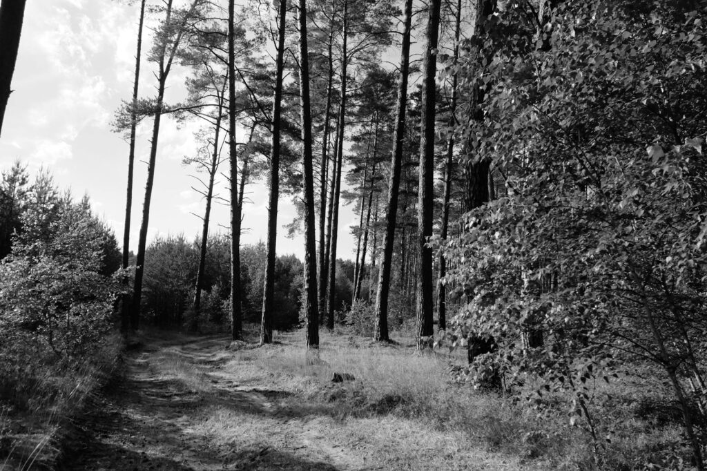 A black and white photo of a path through the woods