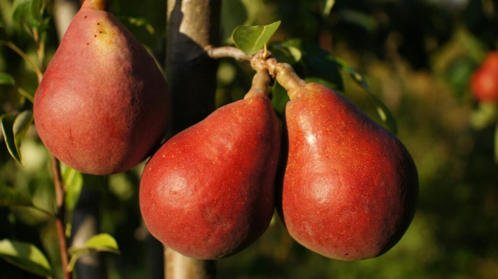 Three pears are on the tree in the field