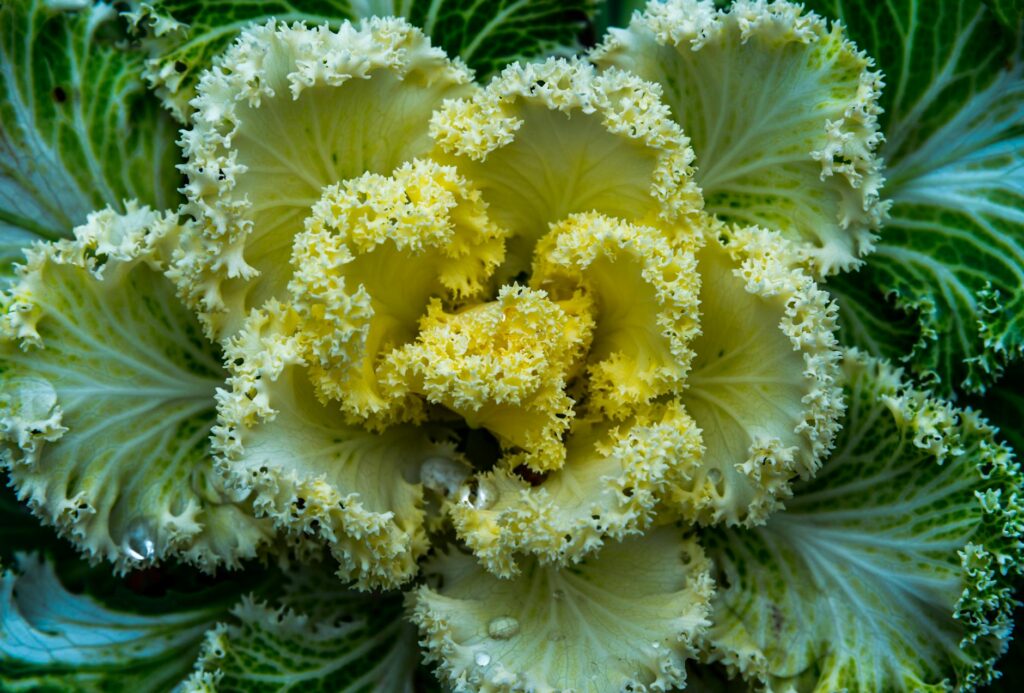 Green and Yellow Flower