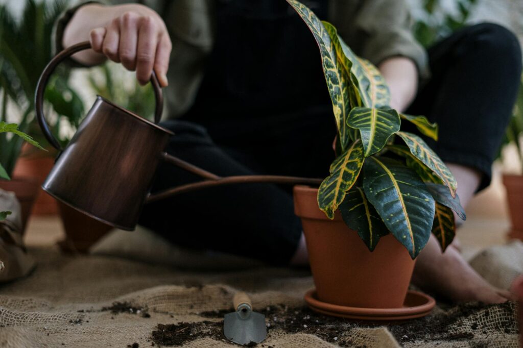 Person Watering a Potted Plant